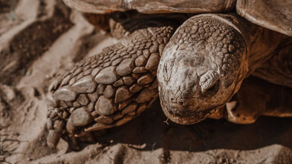 Detailed close-up of a desert tortoise, showcasing its textured shell and sandy habitat.