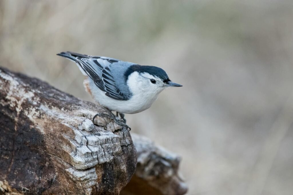 Close-up of a nuthatch perched on a branch with soft background.