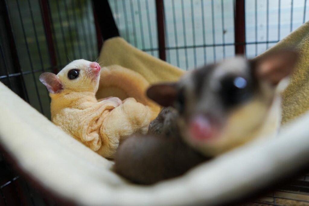 Cute sugar gliders resting in a hammock, showcasing their charming features in close-up.
