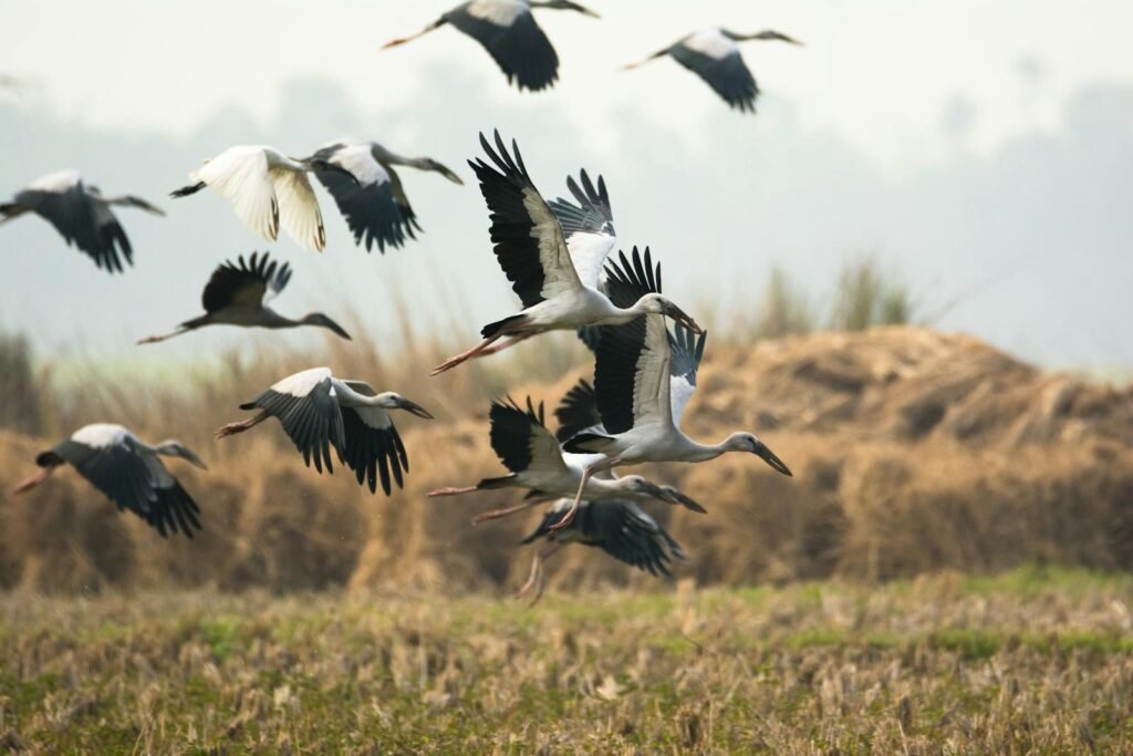 A flock of openbill storks flying over the rural wetlands near Kolkata, India.