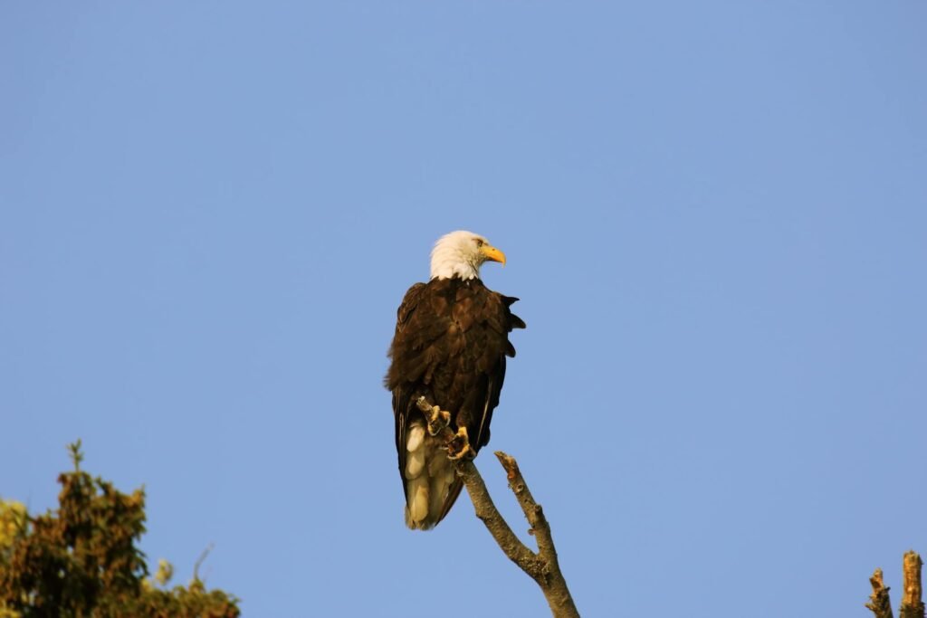 A stunning bald eagle perched on a branch against a clear blue sky in Kenai, Alaska.