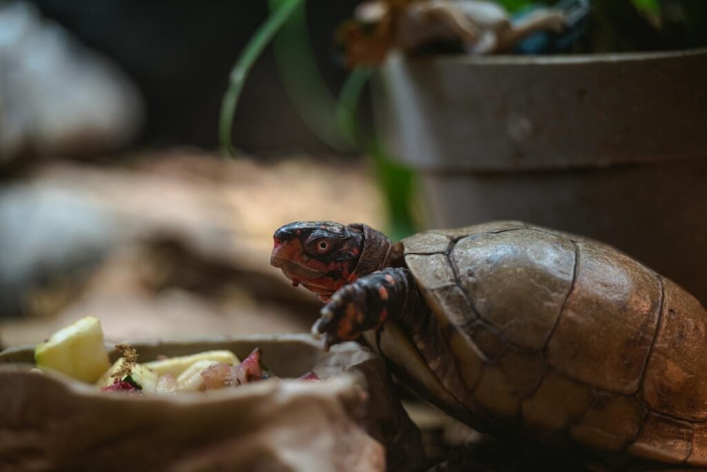 A detailed close-up of a tortoise enjoying a meal of fresh fruits in an indoor setting.