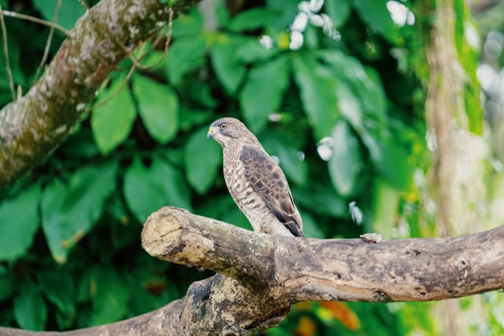 brown bird perched on tree branch