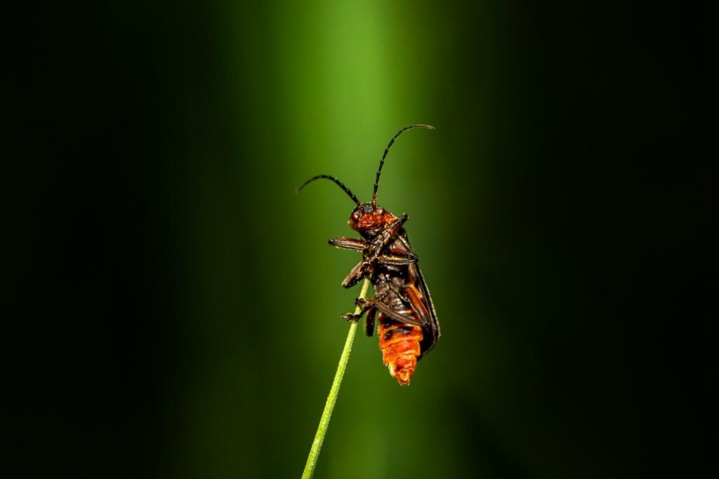 a bug sitting on top of a green plant