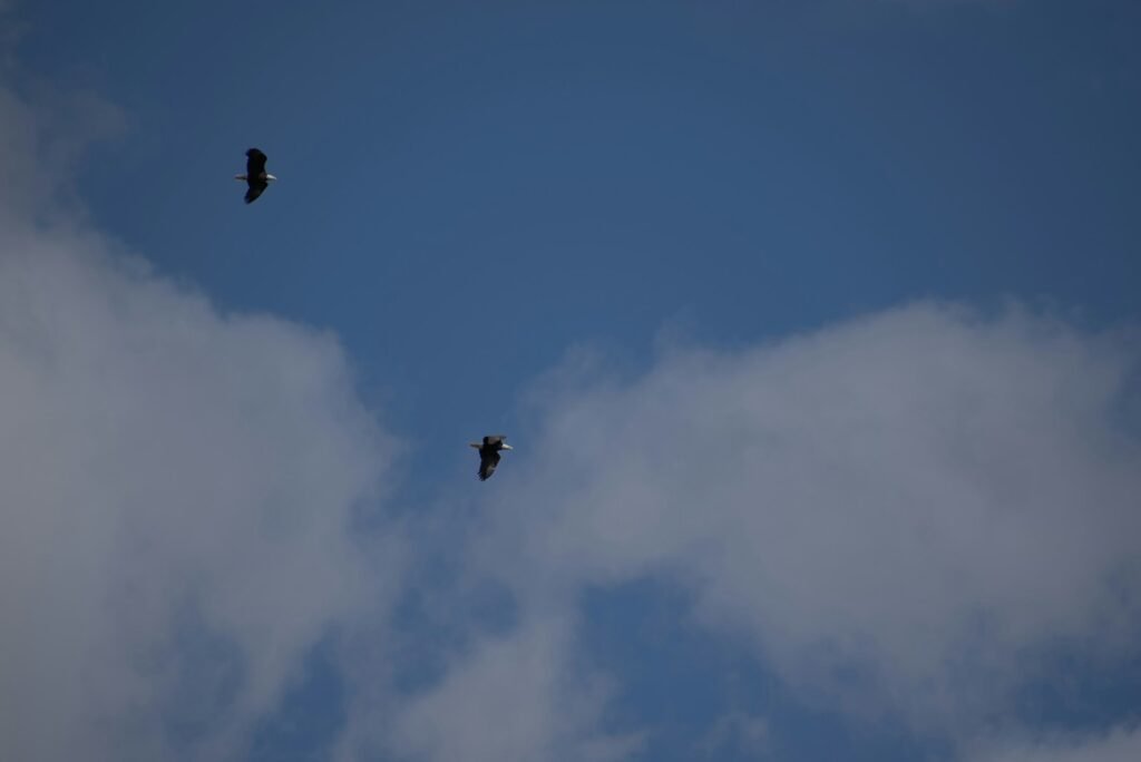 a couple of birds flying through a cloudy blue sky