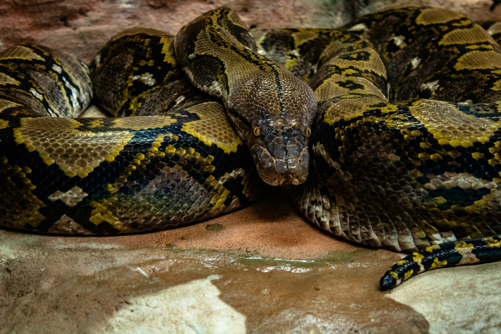 The Longest Snake Ever Recorded – A True Titan of the Jungle