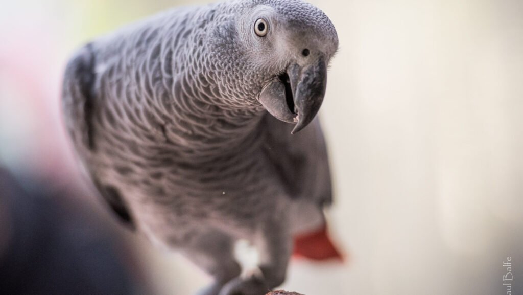 African Grey Parrot perched on a wooden branch, looking curiously at the camera.