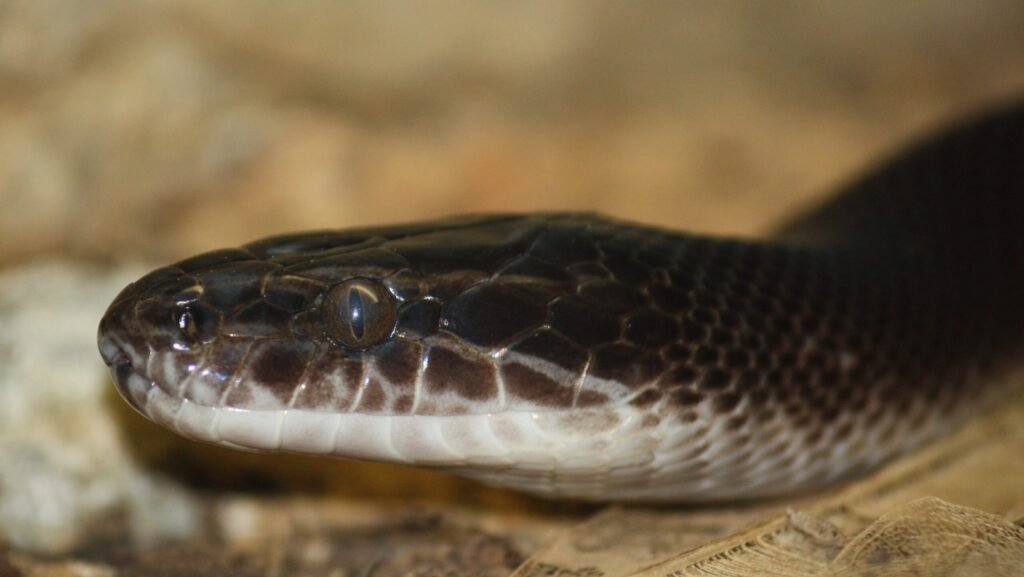 A close-up of a dark brown snake with a lighter brown and white speckled pattern around its mouth, resting on a textured surface.
