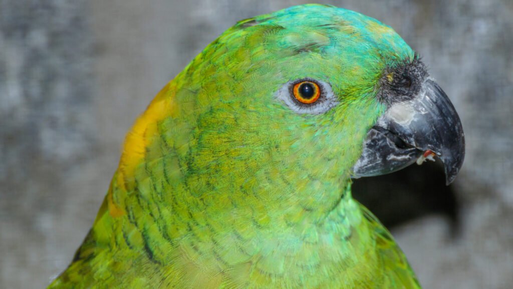 Beautiful parrot with vibrant green feathers and yellow nape.