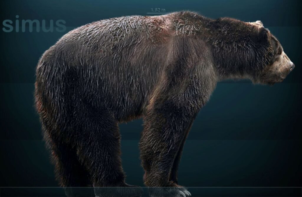 Giant Short-Faced Bear: North America's Super Predator