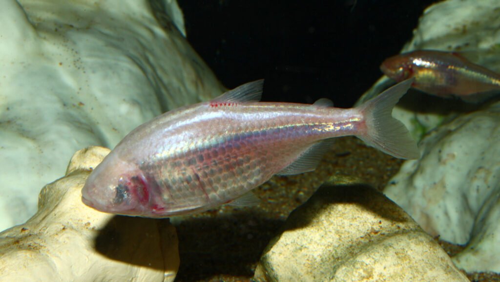 A close-up of a Mexican tetra, a blind cavefish, swimming in a dark cave environment.