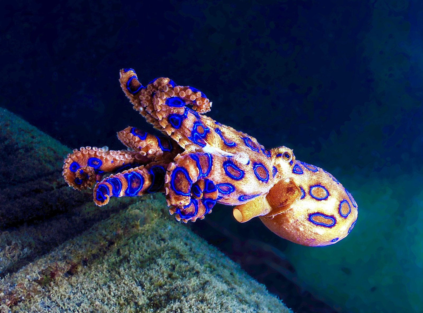 Why the Blue-Ringed Golf Ball Sized Octopus Is One of the Most Venomous Creatures on Earth