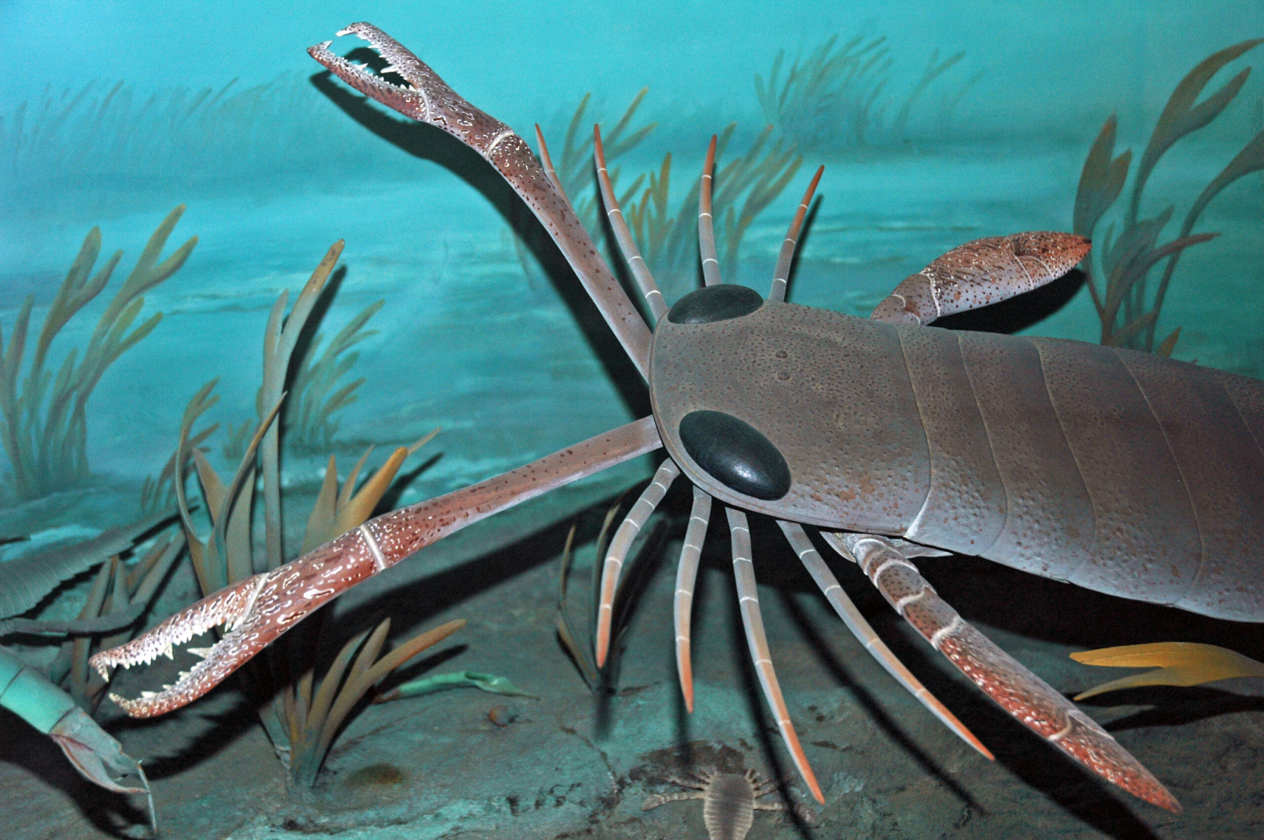 Before Dinosaurs, There Were Sea Scorpions: Life in the Cambrian Ocean