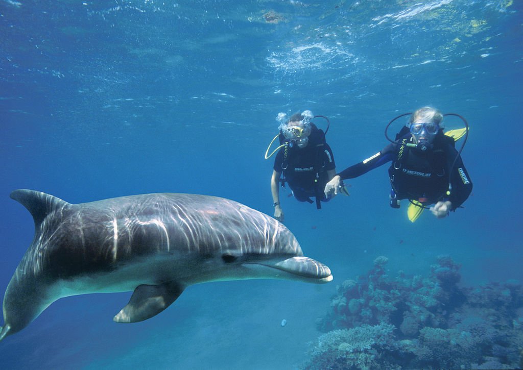two divers looking at a dolphin at sea