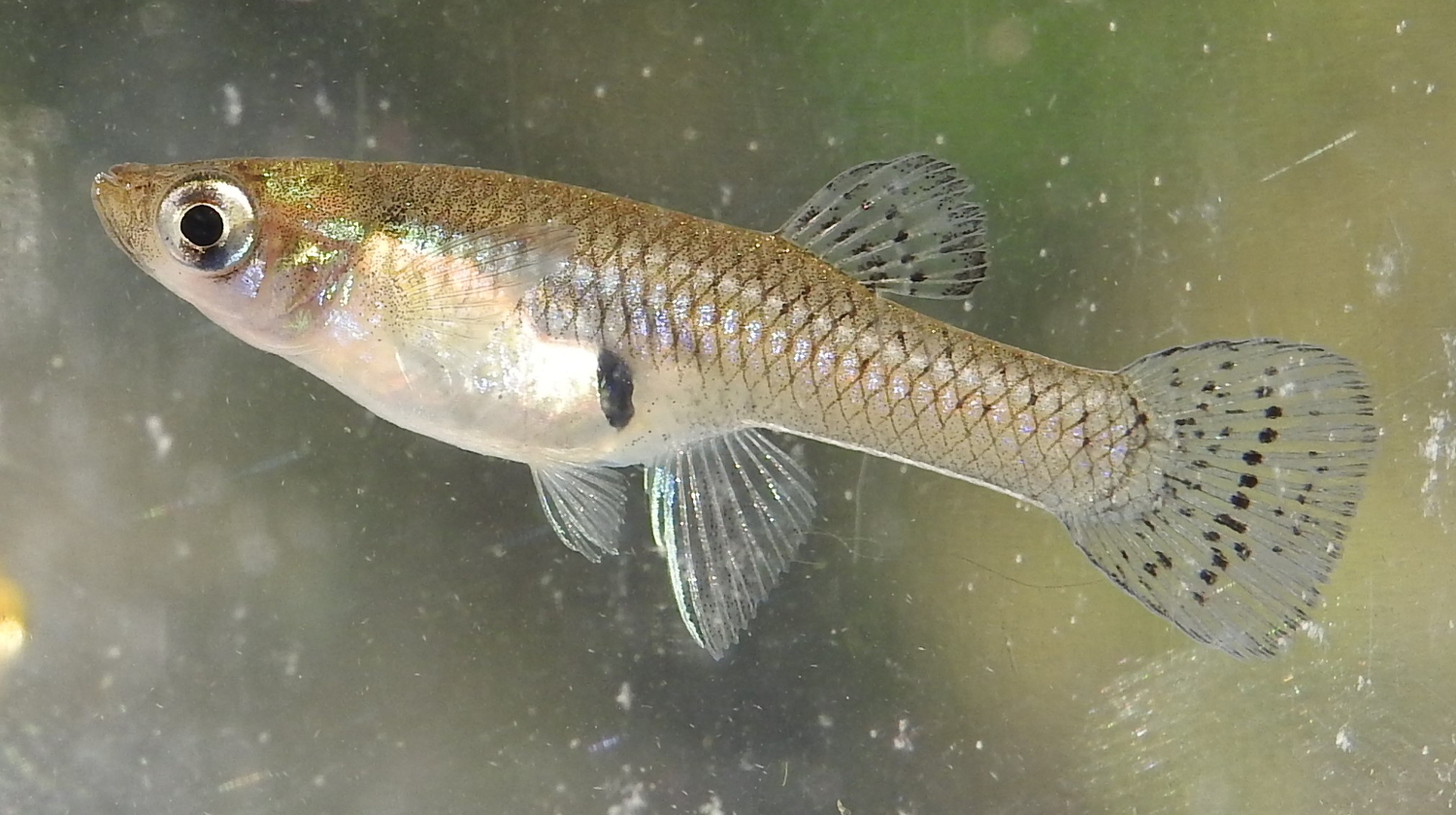 Mosquito Fish: Small Fish, Big Impact on Disease Prevention