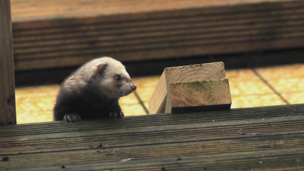 A small ferret with dark and white fur peering over the edge of weathered wooden planks.