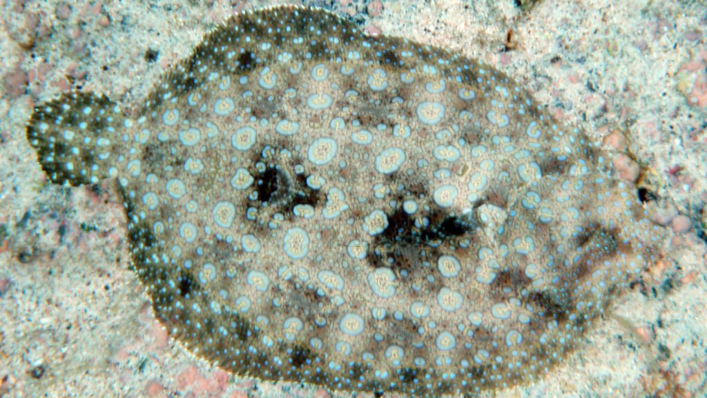 Close-up of a flounder, showcasing its camouflage and flat body shape.
