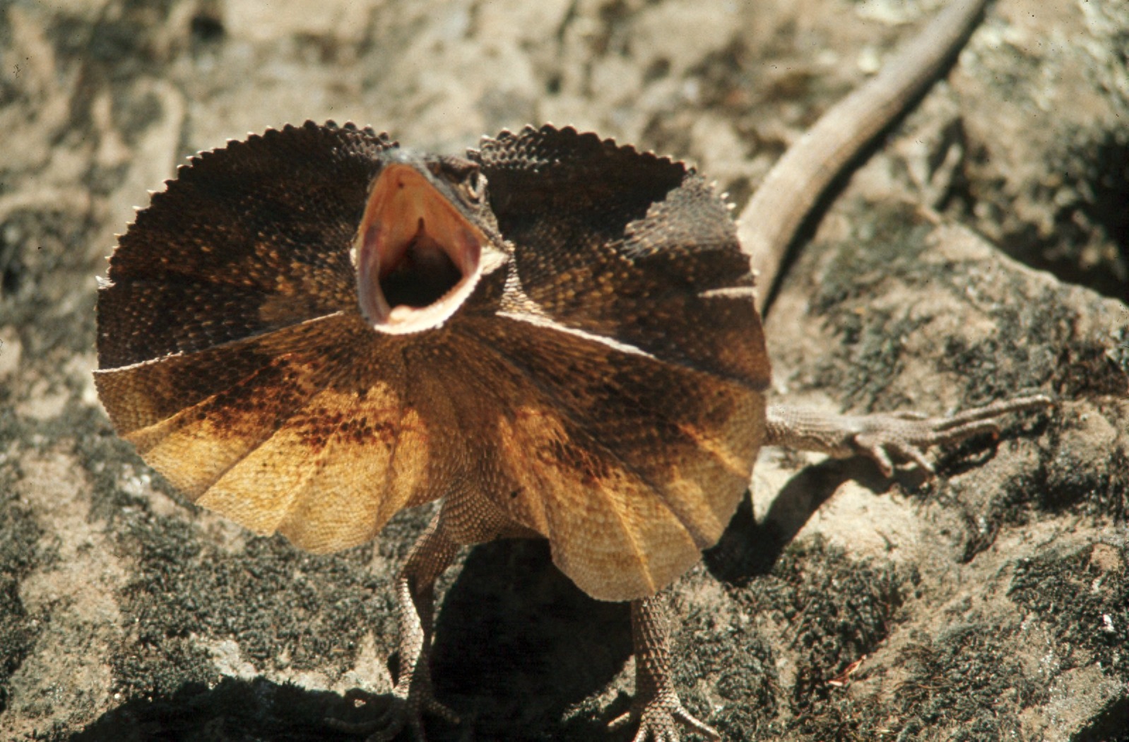 The Lizard With a Collar That Fans Out When It Runs