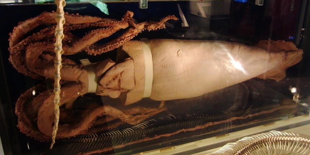 Specimen of a giant squid