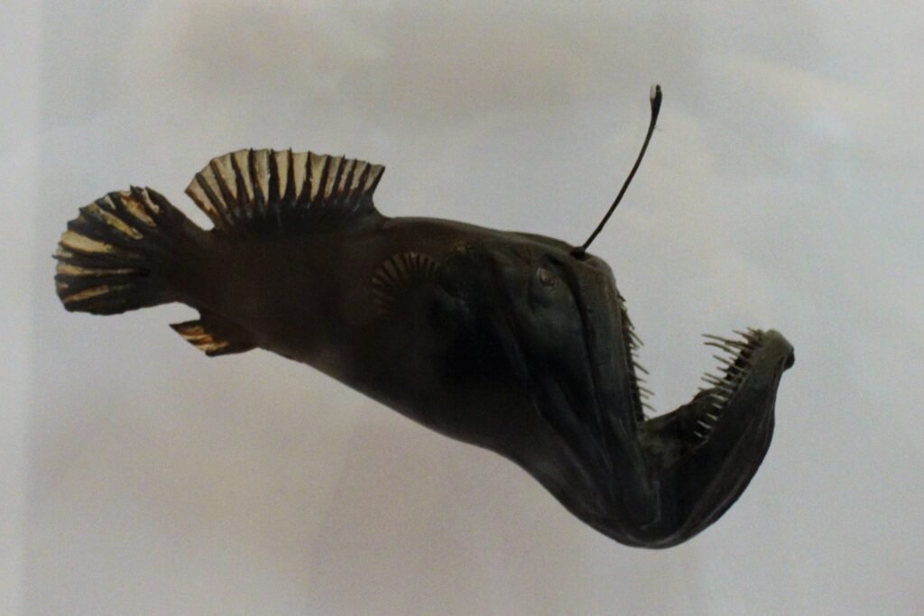 The picture of a humpback anglerfish