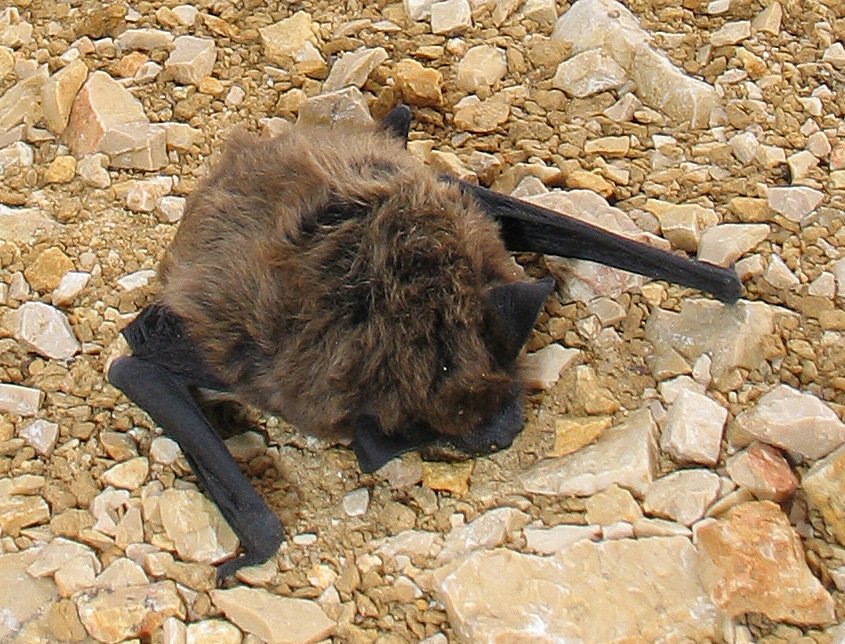 Hypsugo savii from genus Hypsugo bats