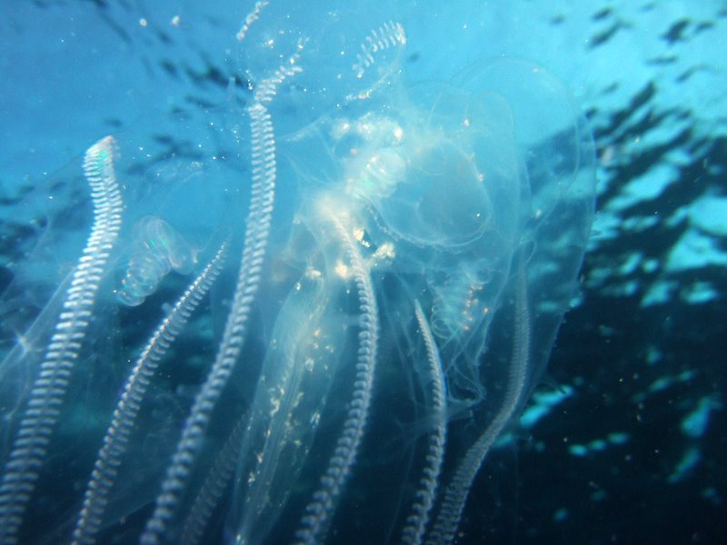 Jellyfish tentacles