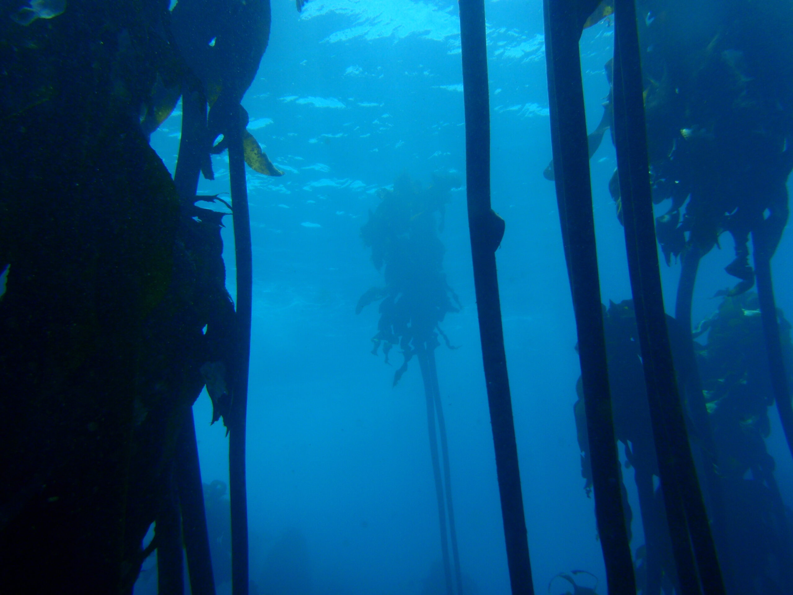 How Warming Waters Are Transforming California’s Kelp Forests – The Science Behind the Shift