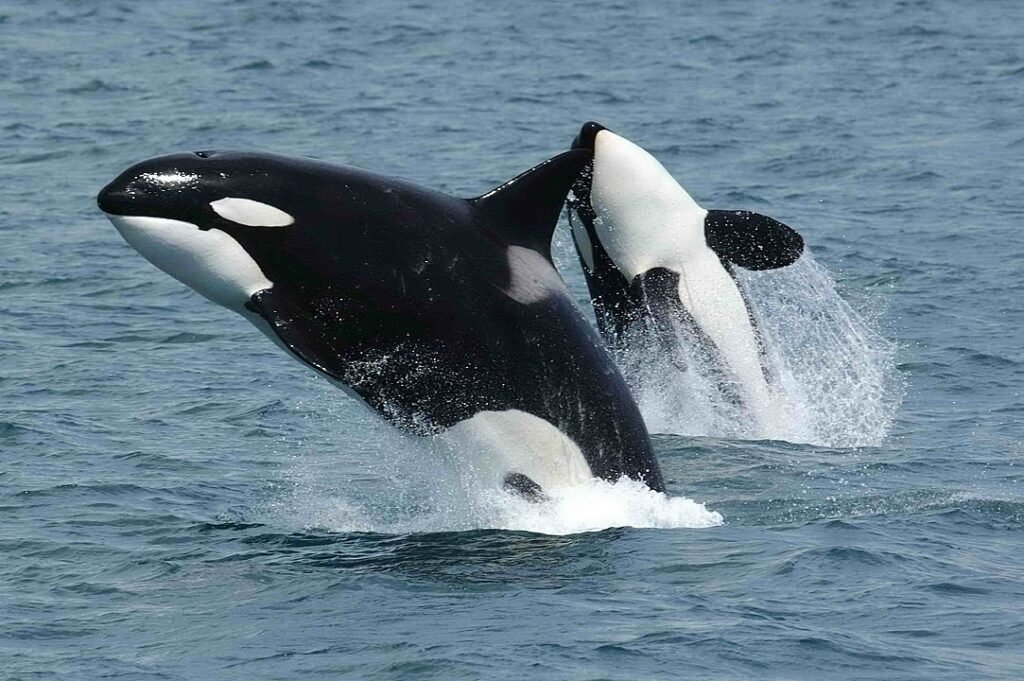 two killer whales jumping above the water