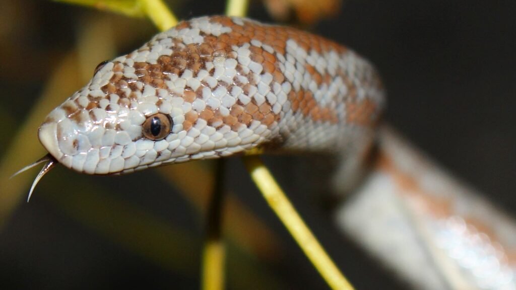 A close-up of a desert rosy boa with brown and white speckled patterns, its tongue flicking out.