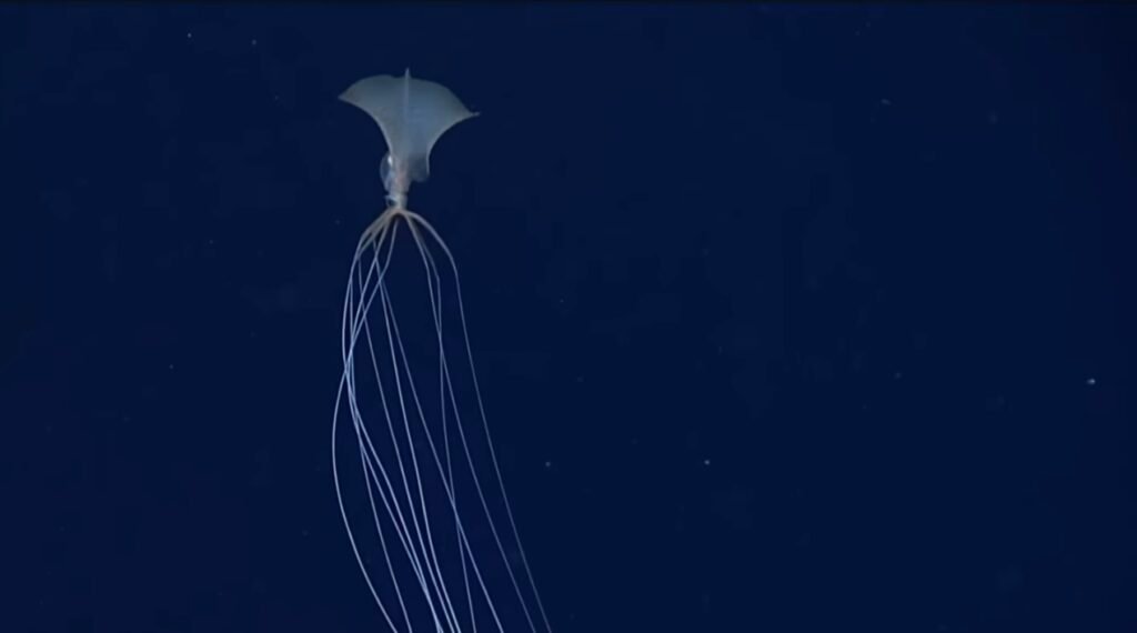 Image of a bigfin squid