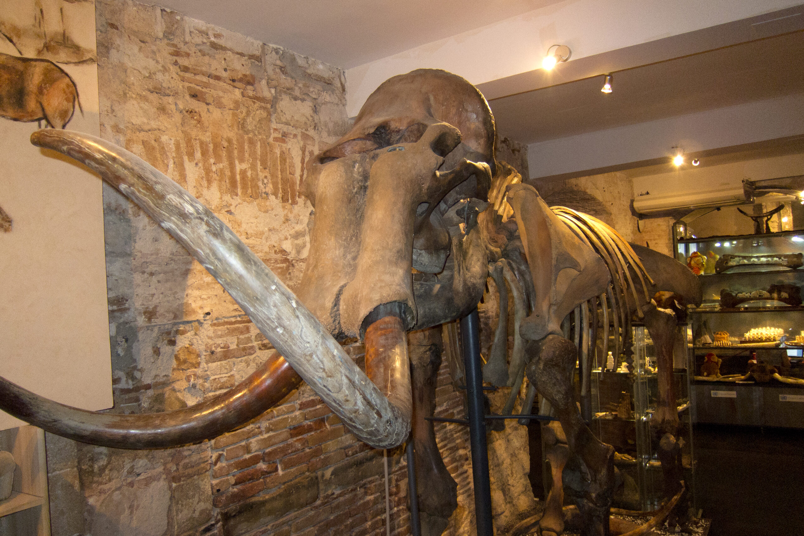 What Mammoth Fossils in Texas Reveal About the Last Ice Age in America