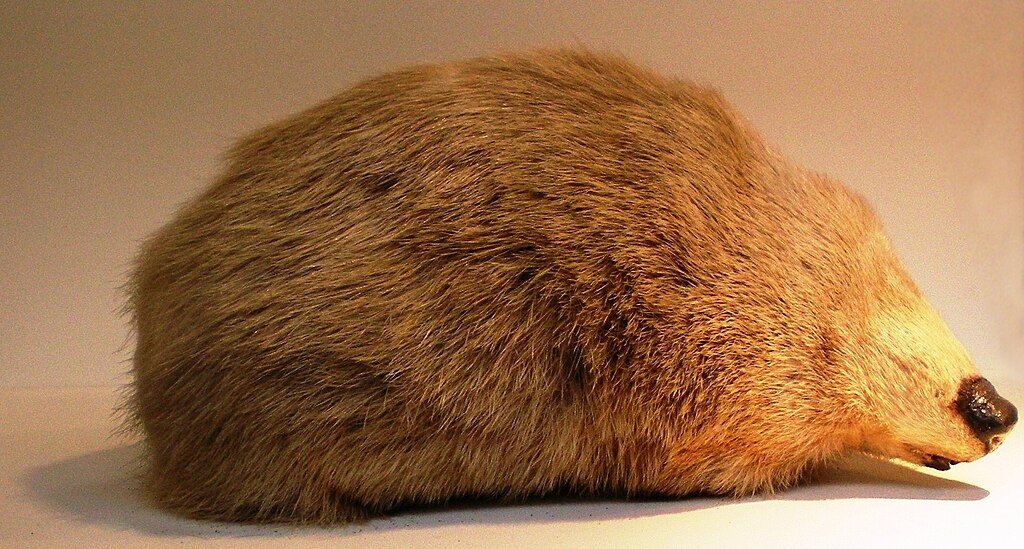 Golden mole