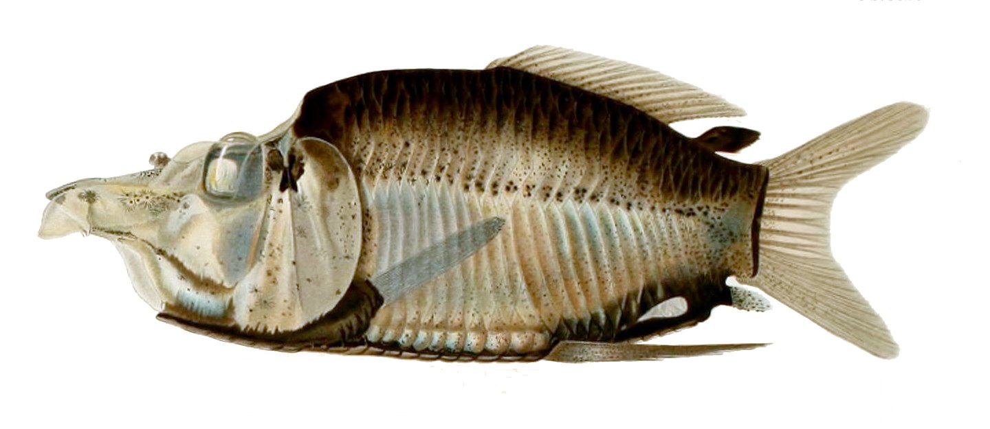 The Deep-Sea Fish With a See-Through Head and Tubular Eyes