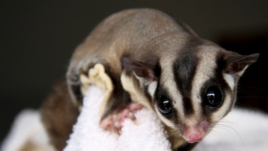 Adorable sugar glider with a striped back, captured in a close-up shot, looking directly at the camera with its curious eyes.