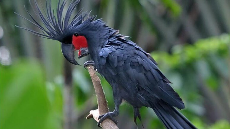 A large palm cockatoo with a bright red cheek patch and spiky crest perched on a branch.