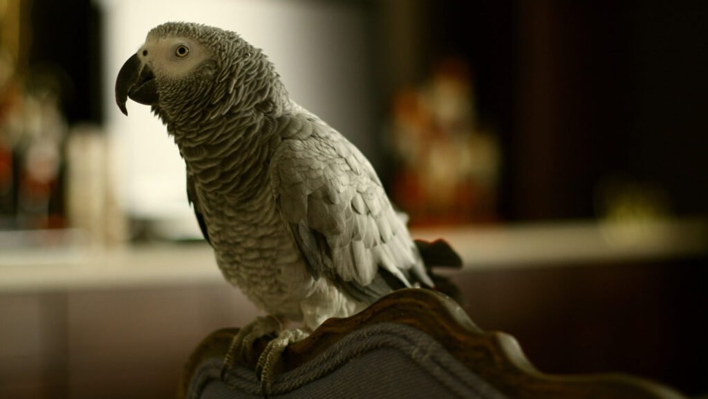 African grey parrot perched on a chair indoors.
