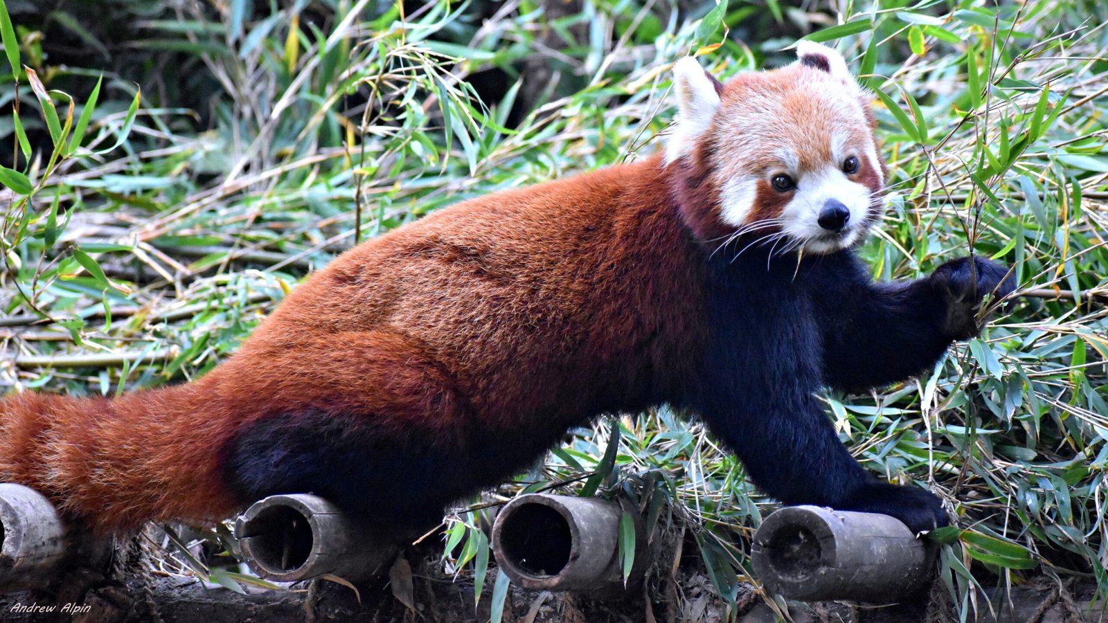 Commemorating Red Panda Month: Adorable Photos of The Himalayan Firefox in One of the Best Conservation Centers in The World