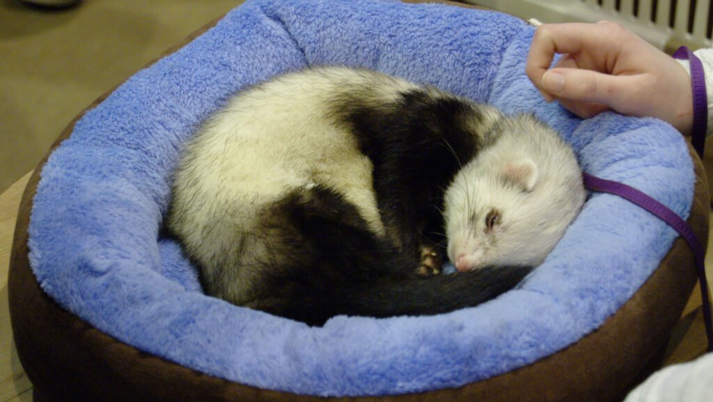 Close-up of a ferret with soft, brown and white fur, curled up in a blue and brown plush bed.