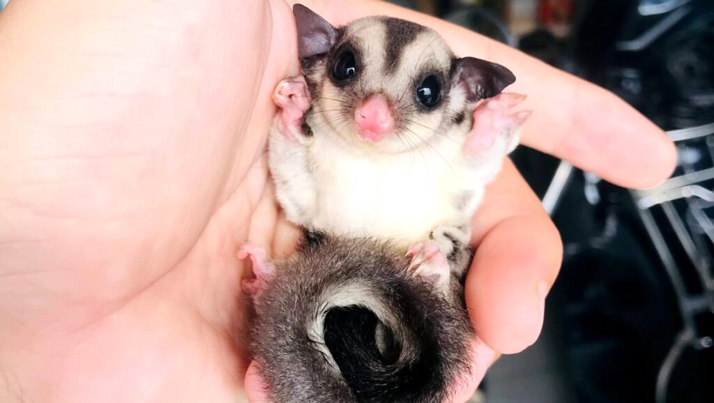 Tiny sugar glider with a curled tail, being held gently in a human hand.