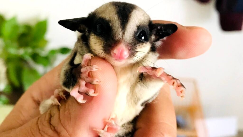 A close-up of a sugar glider with large, dark eyes and distinctive black and white facial markings, being held gently in a human hand.