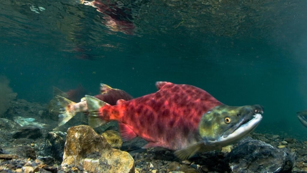 A vibrant Sockeye salmon with a bright red body and a green head, swimming in clear water. 