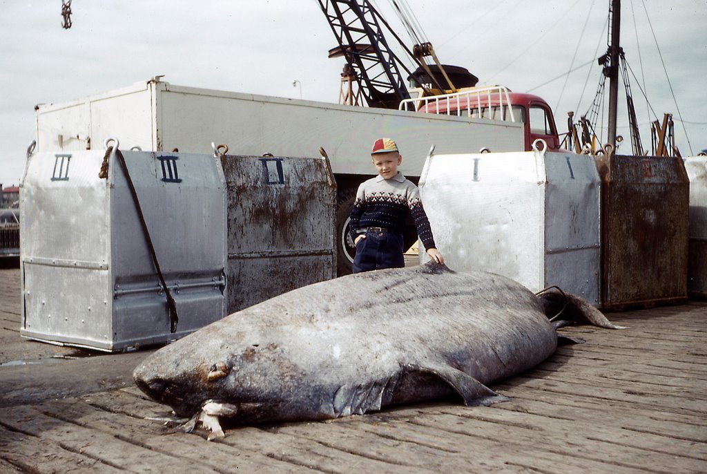 Giant Greenland shark on a ship 