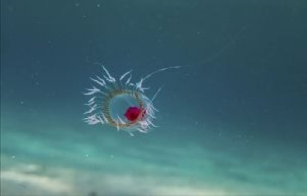 Some Jellyfish Are Technically Immortal