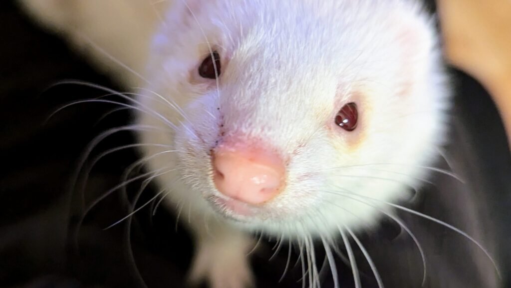 A white ferret with a pink nose and dark eyes looking directly at the camera.