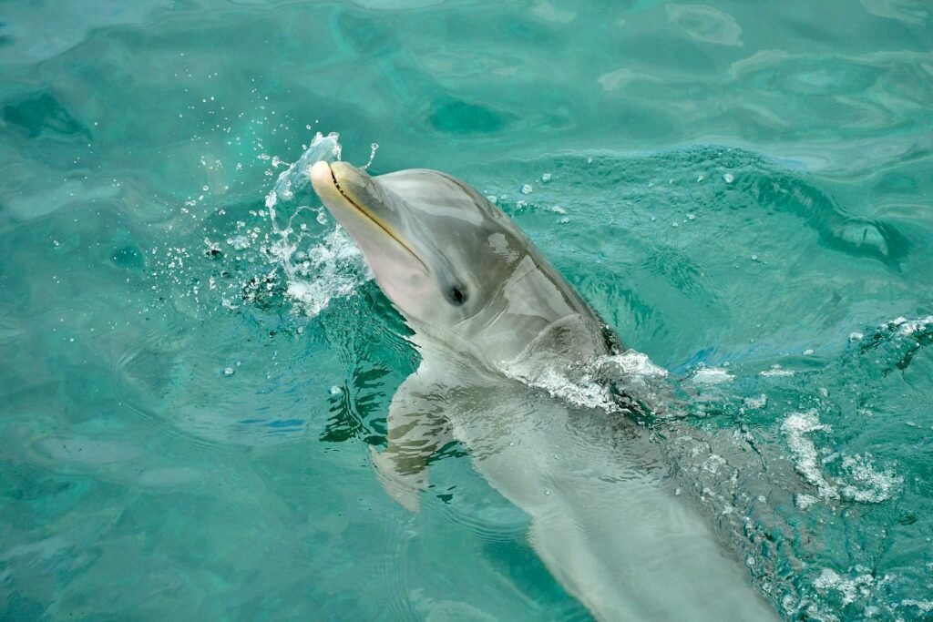 a dolphin swimming in the water with its mouth open