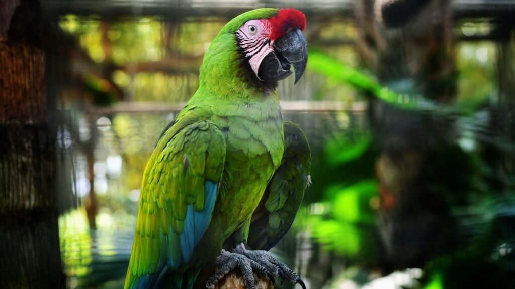 Green and red parrot on brown wooden branch.
