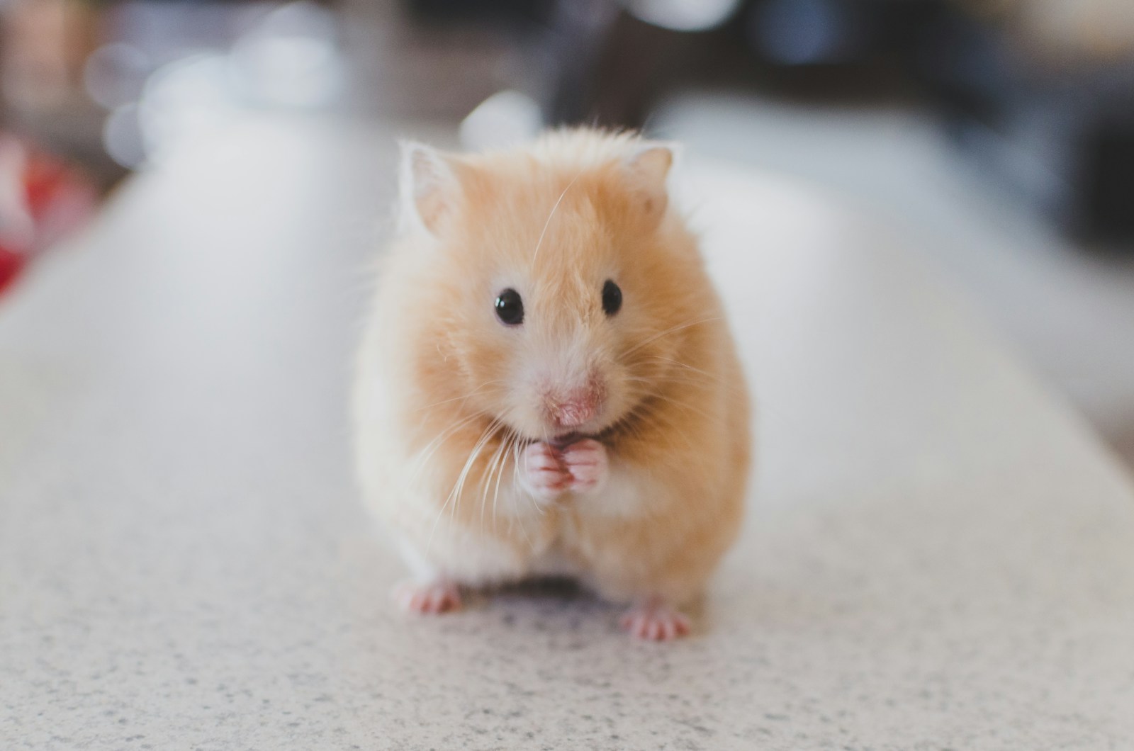 How Mice Sing Love Songs in Ultrasonic Falsetto