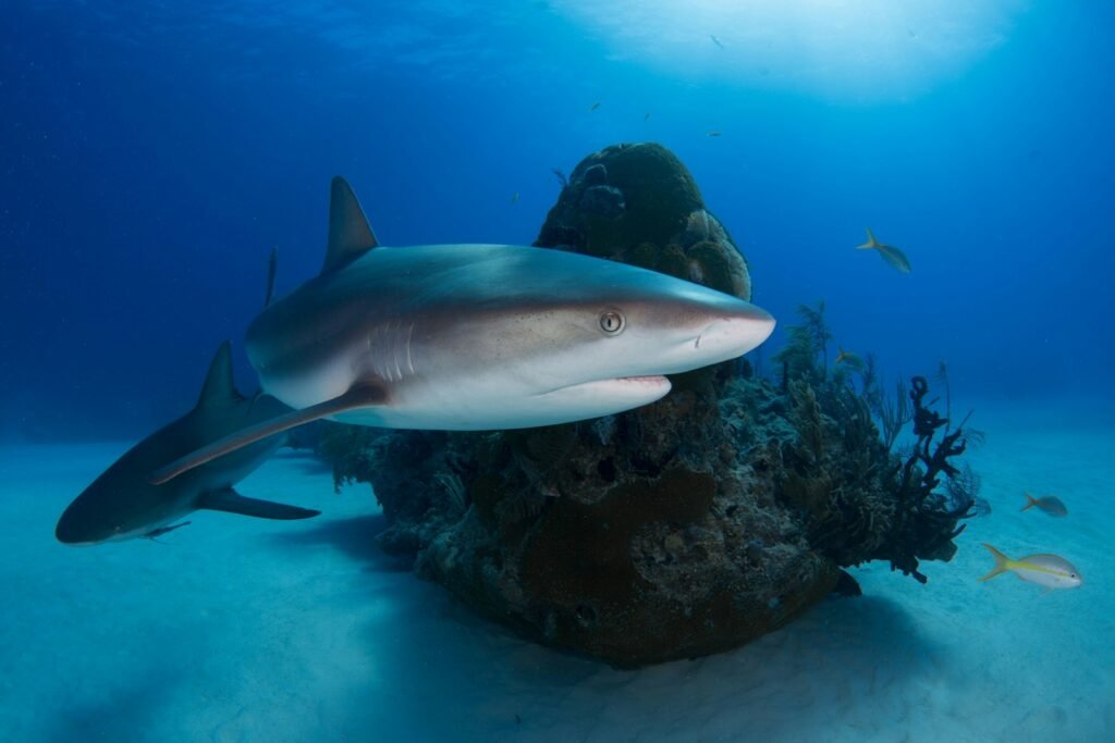 gray shark in body of water