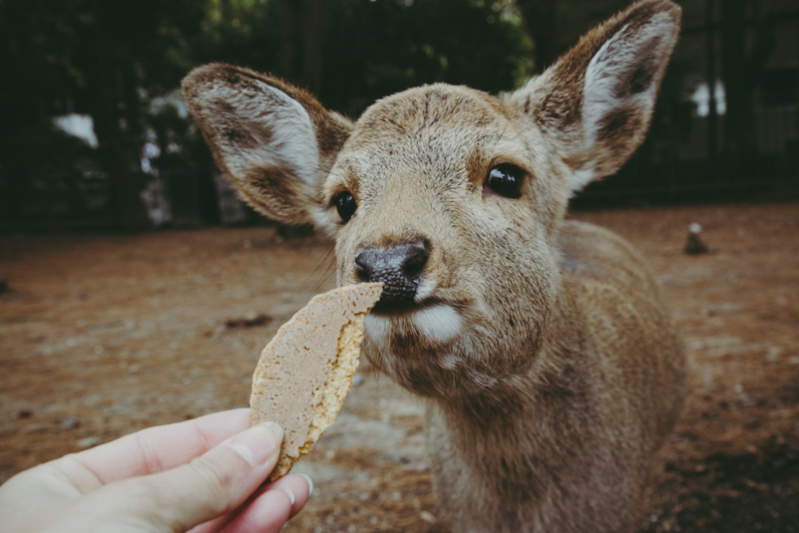 The Science of Comfort: How Enrichment Improves Shelter Animal Welfare