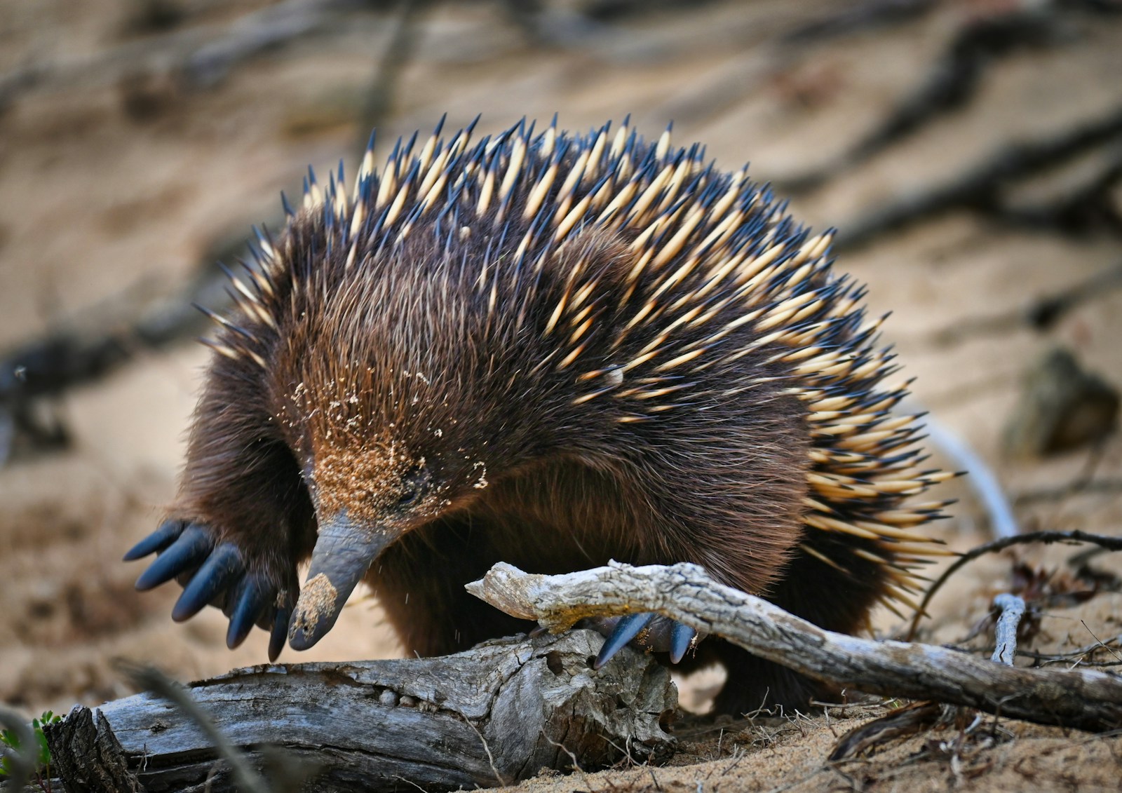 10 Reasons Echidnas Deserve Their Own Documentary